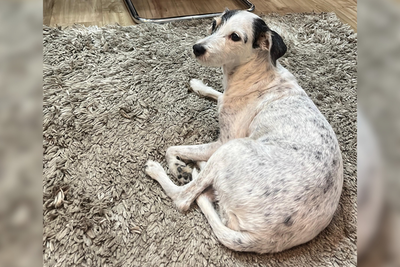 Cachorrinha de 15 anos desaparece em Porto Velho e família busca informações