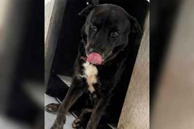 Cachorro Scott desaparece em Porto Velho no bairro São João Bosco