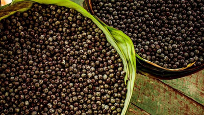 Café de açaí: benefícios, diabetes e impacto ambiental discutidos por nutróloga