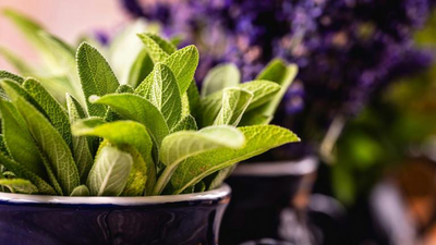 Chá de sálvia: benefícios para saúde cognitiva e digestiva confirmados