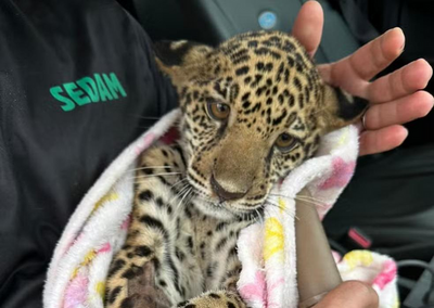 Filhote de onça-pintada resgatado em Rondônia morre após tratamento em Porto Velho