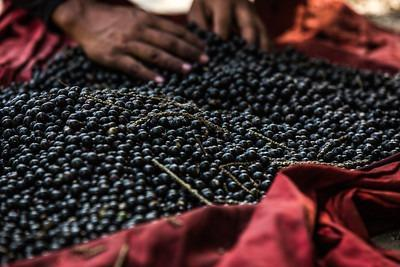 Painel destaca importância da cooperação para bioeconomia na Amazônia