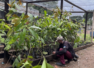 Energisa doa 690 mudas de árvores nativas para preservação ambiental na Amazônia