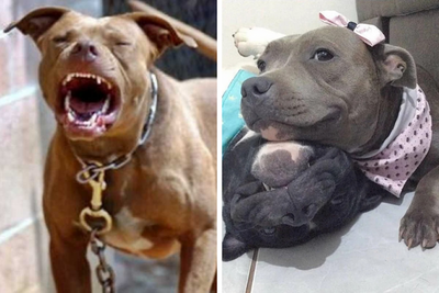 Enquete sobre temperamento de pitbulls provoca debate após ataques em Porto Velho