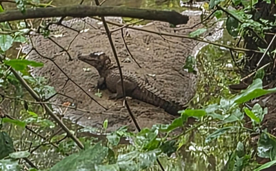 Filhote de jacaré é avistado em condomínio de Aponiã Porto Velho