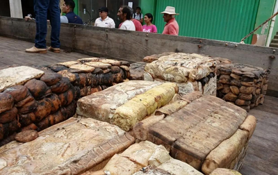 Governo de Rondônia inicia compra de borracha natural para extrativistas