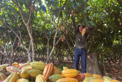 Governo de Rondônia sanciona lei para impulsionar cacauicultura de qualidade
