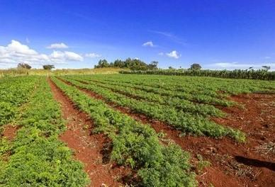Justiça rejeita ação da Fartura Agropecuária e garante permanência de famílias em Porto Velho