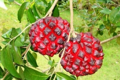 Pindaíba: A Fruta Brasileira Simbólica de Resistência em Risco de Extinção