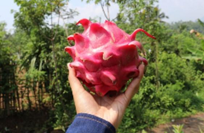 Como Cultivar Pitaya em Casa: Passo a Passo para Ter Frutos Frescos