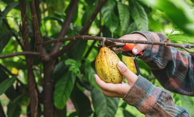 Agricultores de Rondônia Iniciam Colheita do Cacau com Foco na Qualidade