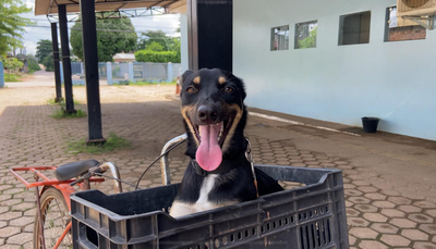Campanha de vacinação antirrábica imuniza cães e gatos em Porto Velho