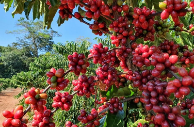 Rondônia Lança Rota Turística do Café para Impulsionar Visitas e Negócios