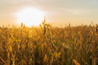 Sicoob Credisul lidera liberacoes de credito rural pelo BNDES