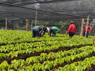 Projeto Fomenta Cacau implanta viveiro comunitário em Vale do Anari para produtores rurais