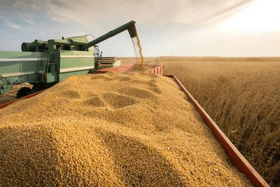 Sojicultores brasileiros mantêm renda positiva por 17ª vez em 2023, aponta Datagro