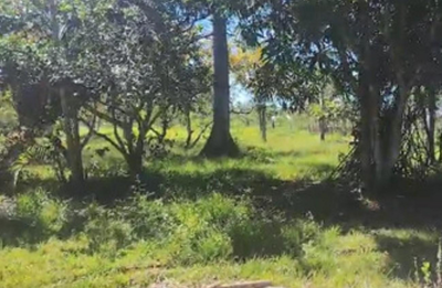 Mistério sobre predador em Porto Velho preocupa moradores de chácara.